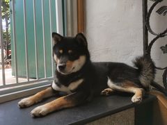 -喜柴咖啡·柴犬狗咖