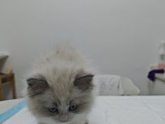 -宠颐生汉谟拉比宠物医院