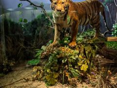 -陕西自然博物馆