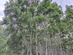 -乌兰布统草原