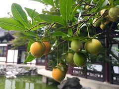 -常熟方塔园