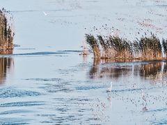 -盐城丹顶鹤湿地生态旅游区