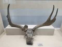 -北京麋鹿生态实验中心