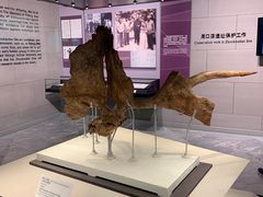 -北京周口店北京人遗址博物馆