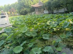 -莲湖公园