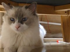 -藏猫猫咖啡主题馆(中央大道店)