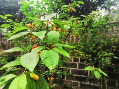 -樱桃山旅游景区