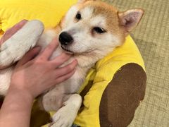 -逗柴咖啡屋·狗咖猫咖宠物桌游