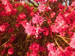 -西部兰花园生态园