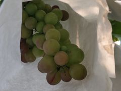 -马陆小张葡萄园农家乐