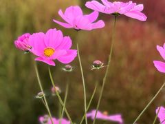 -花开海上生态园
