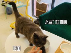 -团子家猫咪猫咖馆·柯基·柯尔鸭