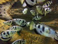 -迪拜水族馆及水下动物园