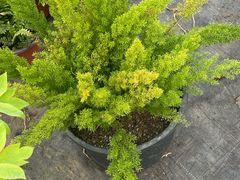 -龙大花卉苗木市场