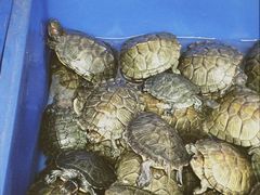 -桂林市花鸟市场