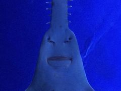 -悉尼海洋生物水族馆