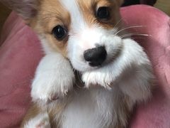 -翊宠yipet猫狗购宠庄园犬舍•猫舍