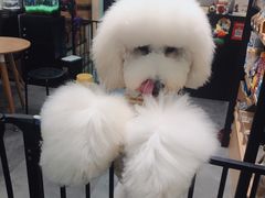 -小尾巴宠物店(万科·金域华庭店)