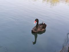-百花洲
