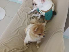 -怪兽屋·羊驼·猫咖·狗咖(俊华广场店)