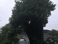 -老幺泉水鸡