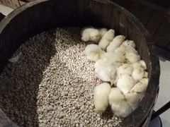 -萌宠奇缘