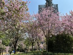 -景田北六街公园宠物主题园