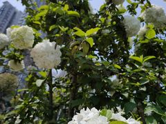 -大龙山(地铁站)