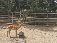 -青藏高原野生动物园