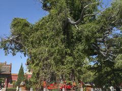-大槐树寻根祭祖园
