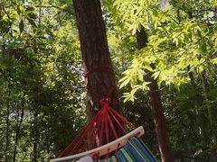 -铁山坪森林公园