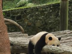 -都江堰中华大熊猫苑