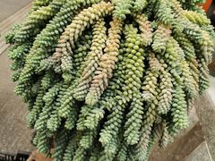 -重庆市江北嘴中央商务区中央公园