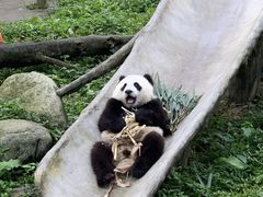 -都江堰中华大熊猫苑