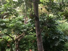 -呀路古热带植物园