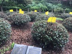 -十八棵（老龙井）御茶园(老龙井店)