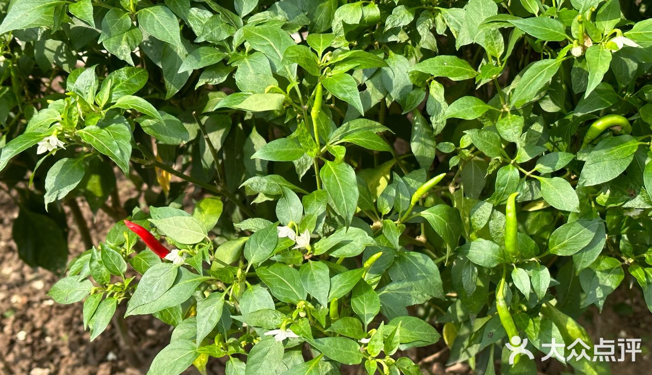 全世界最便宜的……