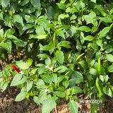 全世界最便宜的……