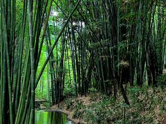 -蜀南竹海景区