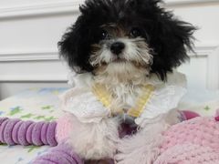 -天宠宠物医院24小时·急重症诊疗中心·全科·腔镜特色(和平分院)