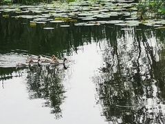 -白洋淀景区