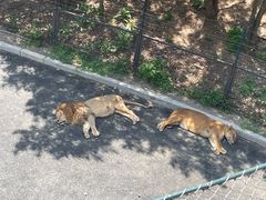 -大连森林动物园