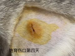 -乐派堂宠物医院·猫友好· 心脏科(东街店)