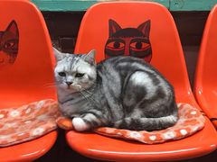 -猫咪博物馆(顶澳仔猫街店)