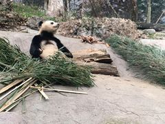 -都江堰中华大熊猫苑