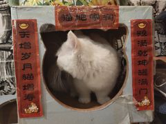 -猫小院猫主题餐厅(三里屯店)