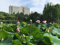 -黄兴公园