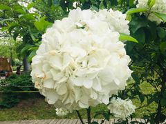 -合肥三国新城遗址公园