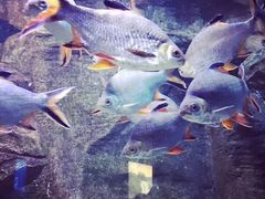 -成都浩海立方海洋公园