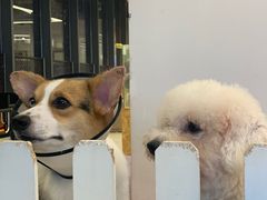 -怪兽屋·羊驼·猫咖·狗咖(俊华广场店)